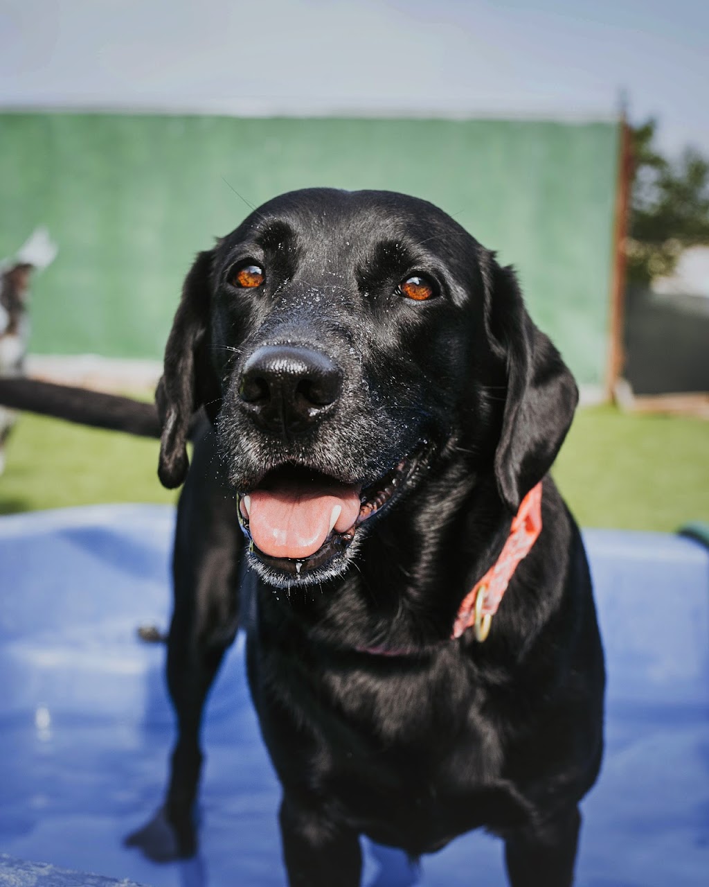 Paw Prints Doggy Daycare & Grooming Inc. | 401 Bluewater Rd #4, Bedford, NS B4B 1J7, Canada | Phone: (902) 832-9323