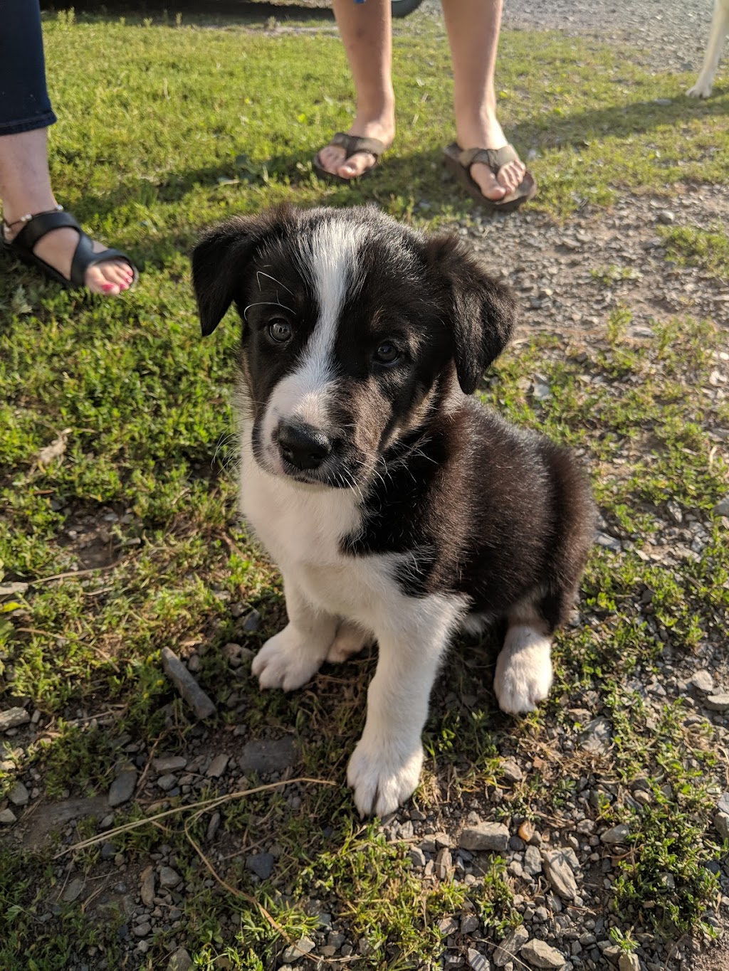 Scotia Border Collies | 619 Blue Rocks Rd, Lunenburg, NS B0J 2C0, Canada | Phone: (902) 634-4833