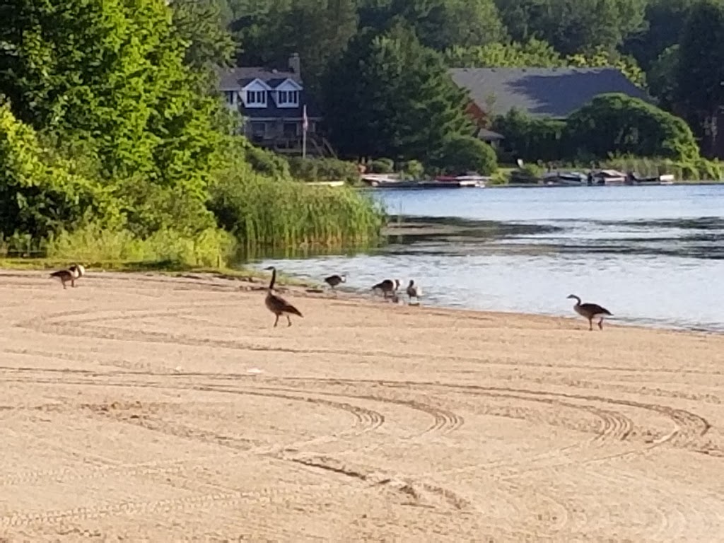 Lakefield Beach and Playground | 64 Hague Blvd, Lakefield, ON K0L 2H0, Canada | Phone: (705) 292-9507