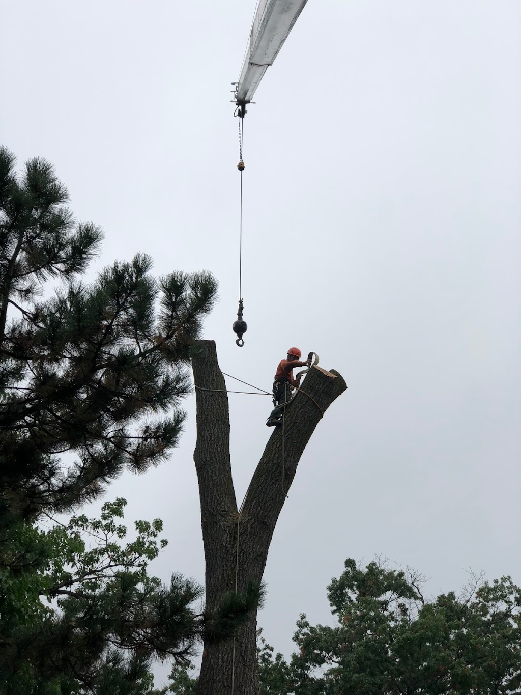 Al Miley Arborist | Tree Removal Toronto | 203 Toryork Dr, North York, ON M9L 1Y2, Canada | Phone: (416) 749-3723