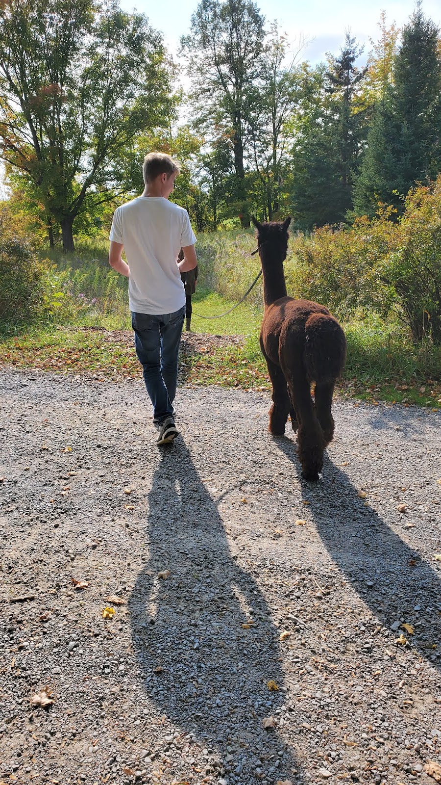 Wanderlight Alpaca Experience | 874 Lynchs Rock Rd, Lakefield, ON K0L 2H0, Canada | Phone: (705) 652-0987