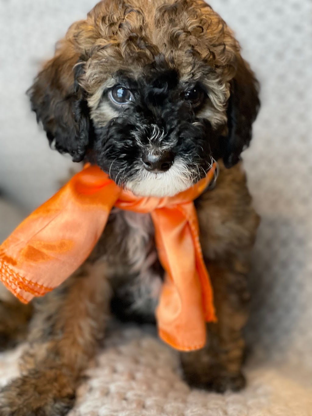 Barrie Best Labradoodles | Vrolson road, Bawlf, AB T0B 0J0, Canada | Phone: (780) 781-5979