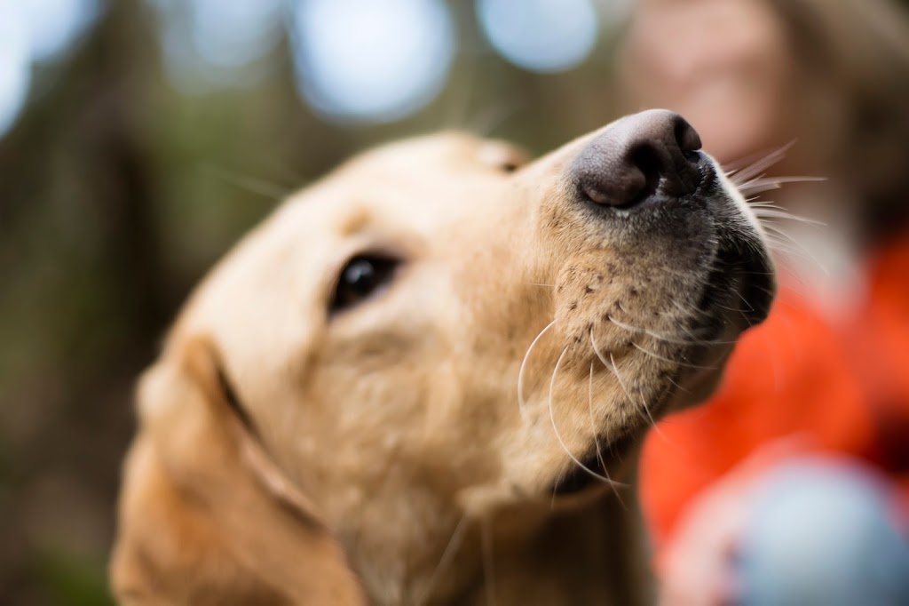 Muddy Love Pet Photography | 1441 Briarlynn Crescent, North Vancouver, BC V7J 3G4, Canada | Phone: (604) 999-8468