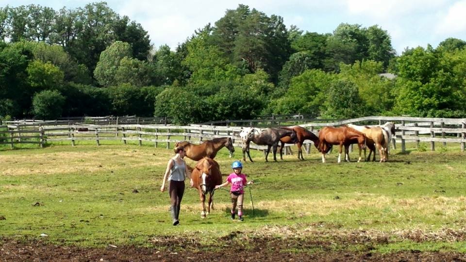 Well Dressed Equestrian Inc. | 10997 Kennedy Rd, Markham, ON L6C 1P2, Canada | Phone: (905) 903-8996