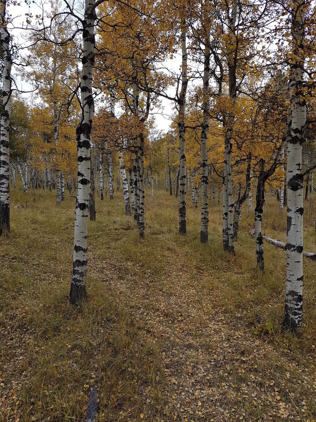 Sheep River Park Headquarters | Millarville, AB T0L 1K0, Canada