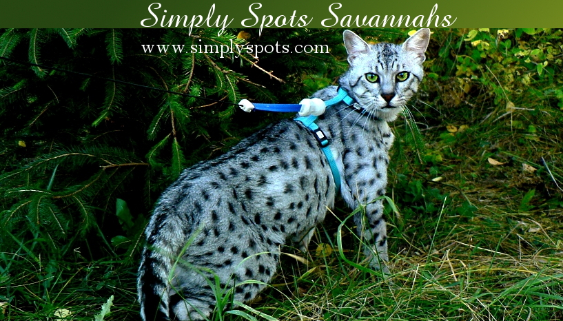 Simply Spots Savannahs | RR 2 Site 1 Box 32, Olds, AB T4H 1P3, Canada | Phone: (403) 556-7411