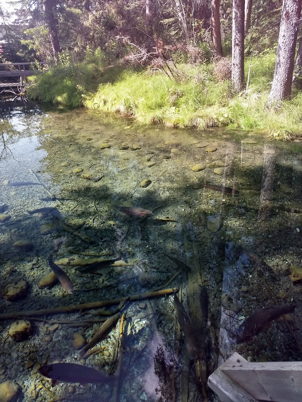 Raven Brood Trout Station | Clearwater County, AB T0M 0M0, Canada | Phone: (403) 846-8207