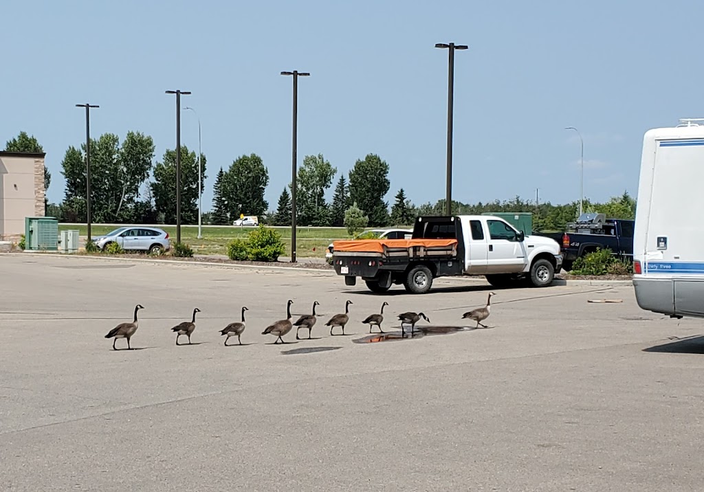 Tireland Auto Centre | 37 Cottonwood Dr #4, Blackfalds, AB T0M 0J0, Canada | Phone: (403) 600-6622