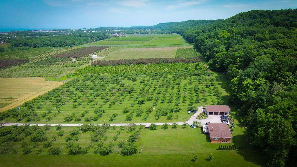 Fratric Orchard - Pick your own cherries | 162 Cokers Ln, Stoney Creek, ON L8E 5K8, Canada | Phone: (905) 643-3135