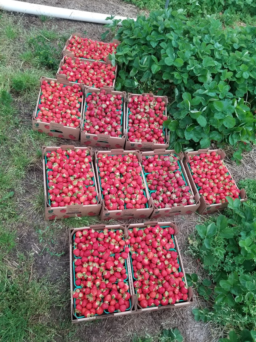 Hoffmans Strawberries | 2606 Lobsinger Line, Waterloo, ON N2J 4G8, Canada | Phone: (519) 699-4730