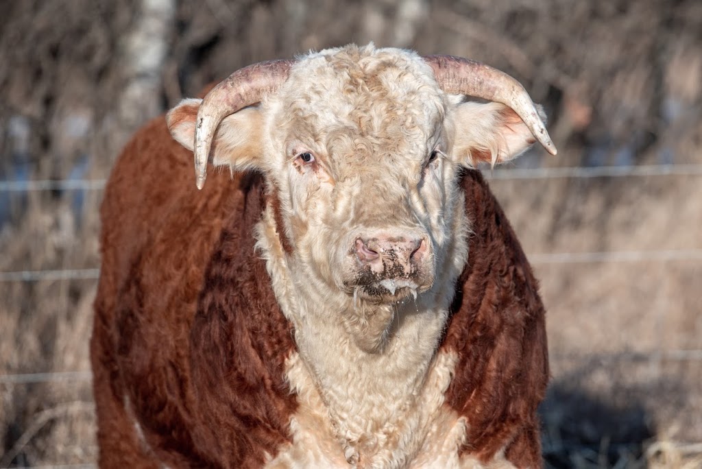 Little Poplar Grove Herefords | 41377 AB-855, Forestburg, AB T0B 1N0, Canada | Phone: (780) 385-1306