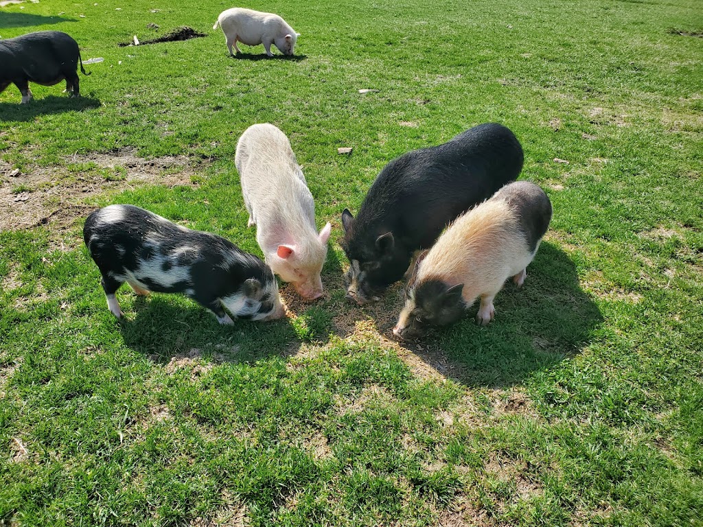 Ferme Lauzon Labreche | 325 11e Rang N, Sainte-Brigide-dIberville, QC J0J 1X0, Canada | Phone: (438) 396-2323