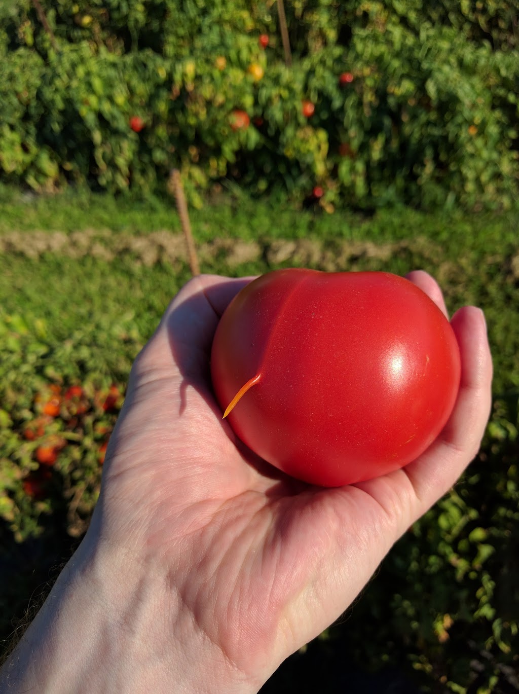 Hubert Sauvé Farm | 140 Rang du Milieu, Salaberry-de-Valleyfield, QC J6S 0E7, Canada | Phone: (450) 373-2979