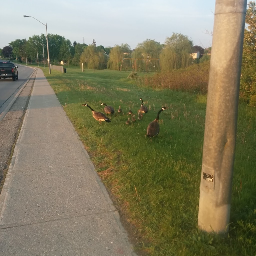 Brick Ponds Wetland Reserve | 64 Springbank Ave S, Woodstock, ON N4S 4B3, Canada