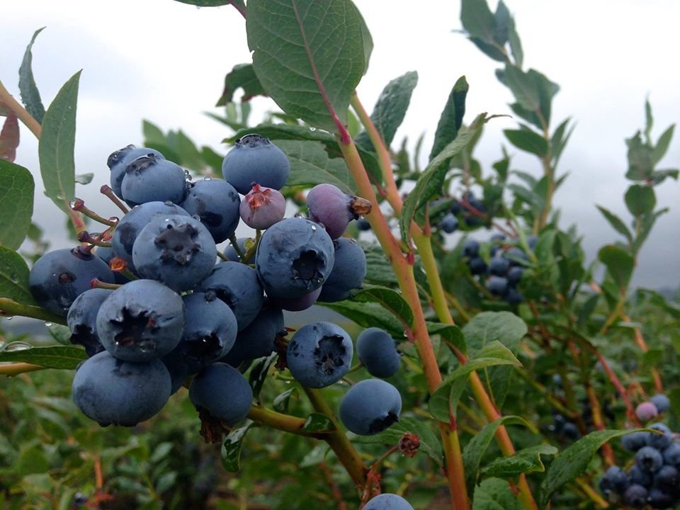 AJM Farming (Blueberry Farm) | 8471 No 5 Rd, Richmond, BC V6Y 2V5, Canada | Phone: (778) 683-0017