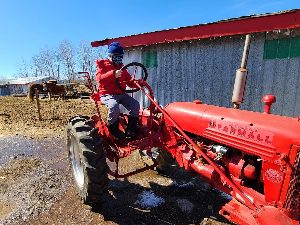 Shelby Ranch | 753 Durham Rd, Scotsburn, NS B0K 1R0, Canada | Phone: (902) 957-7433