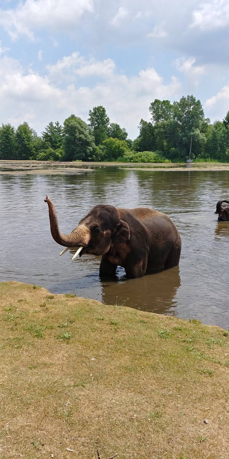 Elephant Swim | Flamborough, Hamilton, ON N1R 5S2, Canada