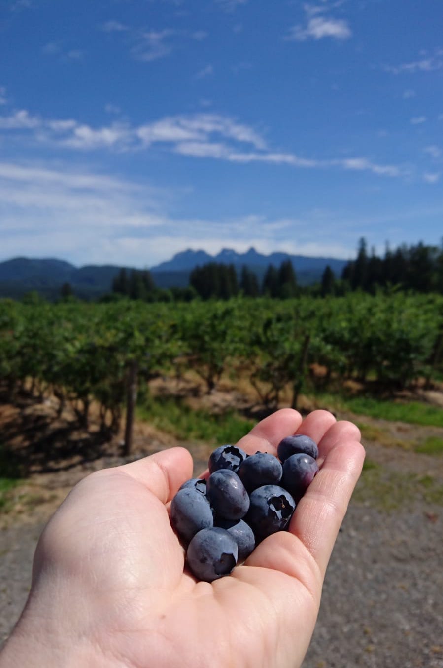 Biln Farms Blueberry Stand | 4350 Oliver Rd, Coquitlam, BC V3E 3H6, Canada | Phone: (604) 866-4056