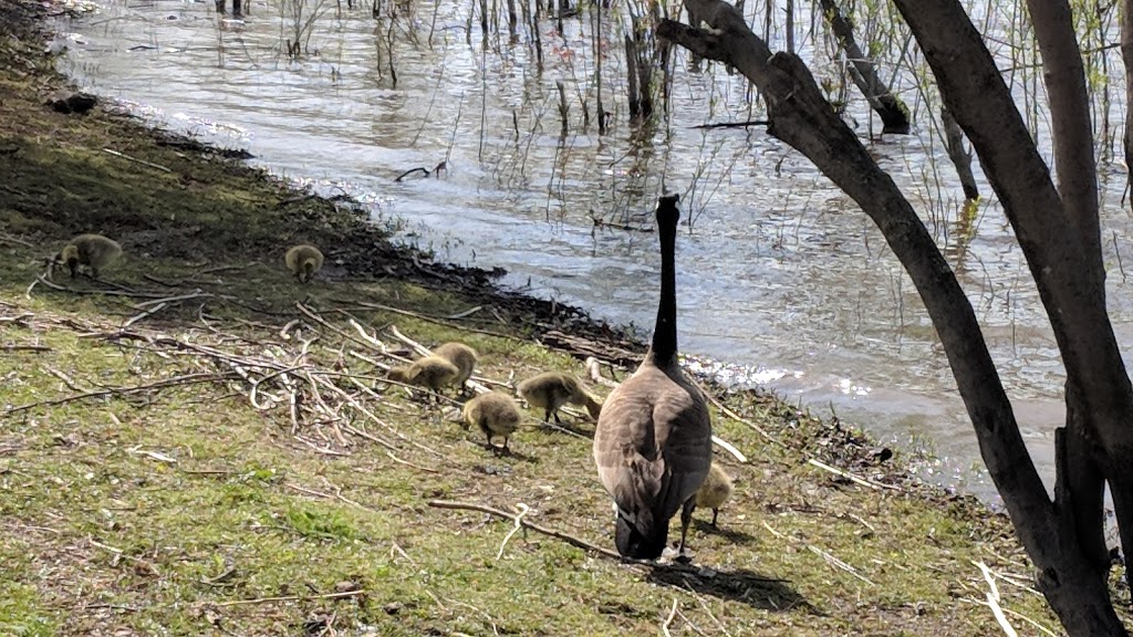 Parc Robert | 33 Avenue des Mille-Îles, Boisbriand, QC J7G 5K5, Canada