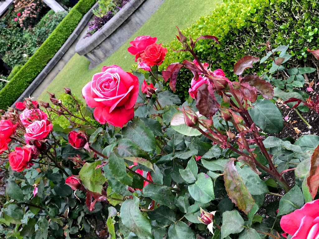 UBC Rose Garden | 6301 Crescent Rd, Vancouver, BC V6T 1Z2, Canada