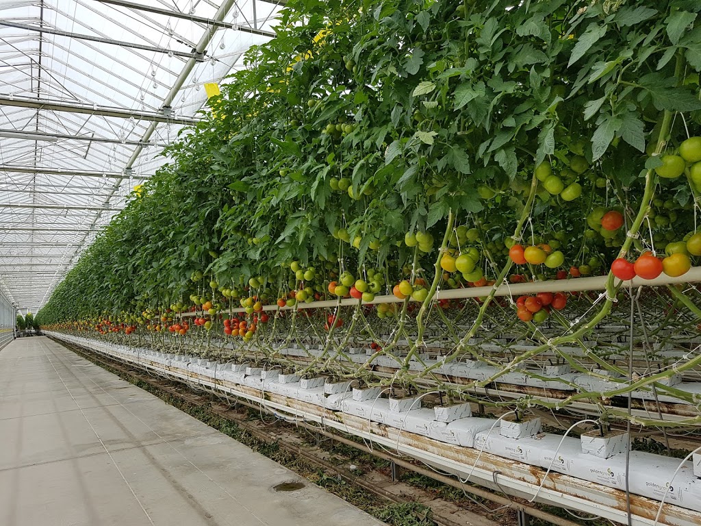 Greenhouse Depot Inc. | 1634 Seacliff Dr, Kingsville, ON N9Y 2M6, Canada | Phone: (519) 322-1072