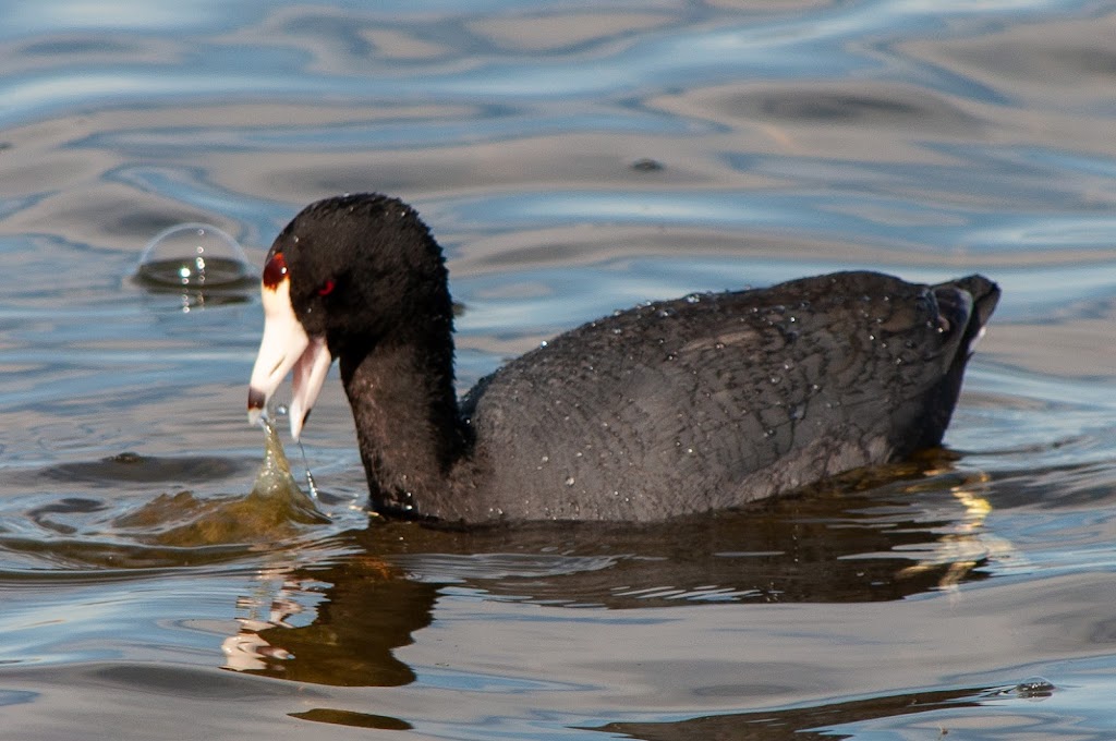 Frank Lake - Ducks Unlimited Conservation Site | Township Rd 190, Blackie, AB T0L 0J0, Canada | Phone: (403) 465-3310