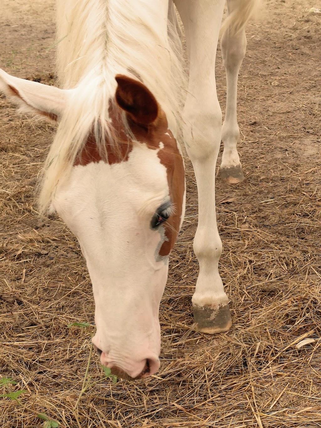 Ranch Traversy | 320 Rte OBrien, Lefebvre, QC J0H 2C0, Canada | Phone: (819) 473-3450