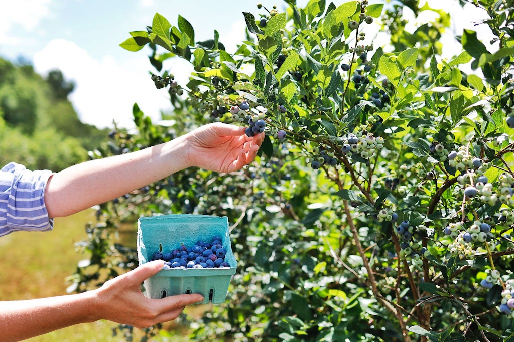 Blueberry farm | 4674 176 St, Surrey, BC V3S 0L5, Canada | Phone: (778) 869-8220