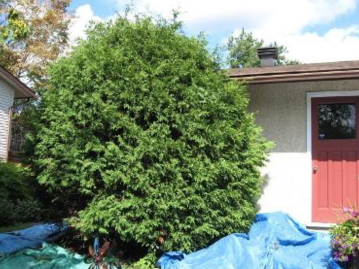 Chris Tree Service | 2408 Drury Ln, Ottawa, ON K2C 1G5, Canada | Phone: (613) 829-7548