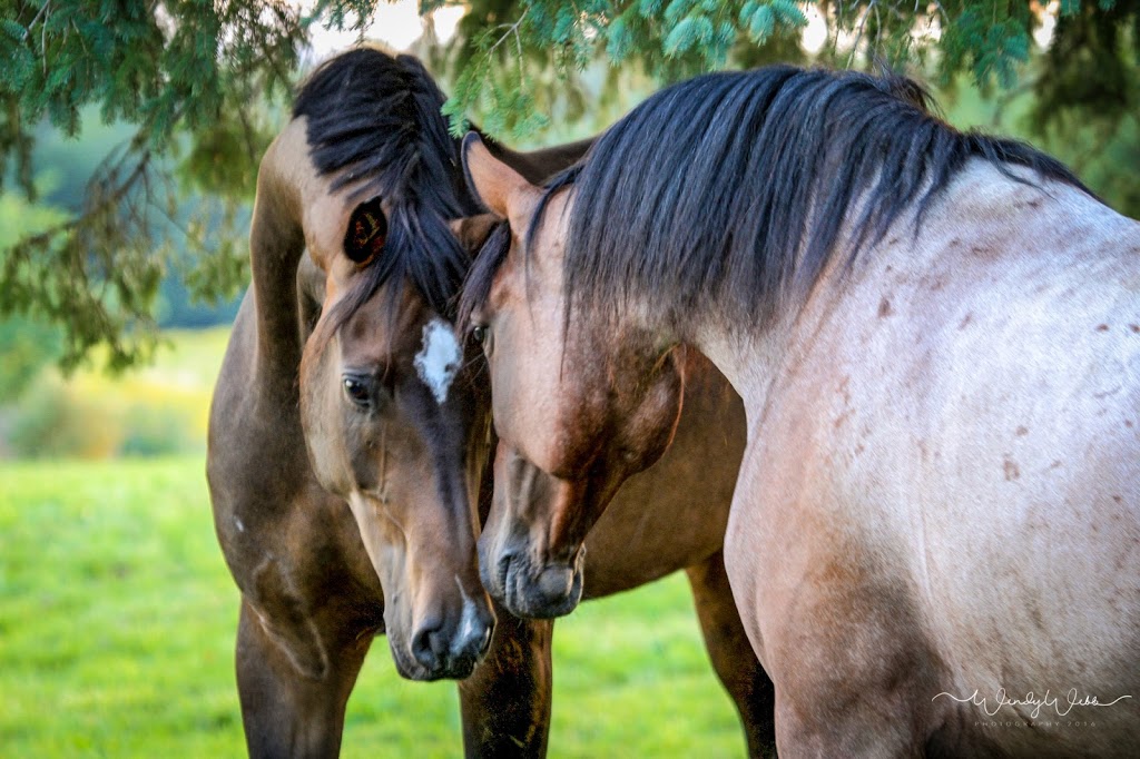 Harmony Hills Equestrian Centre | 181 Chemin Johnston, Cookshire-Eaton, QC J0B 1M0, Canada | Phone: (514) 808-2050