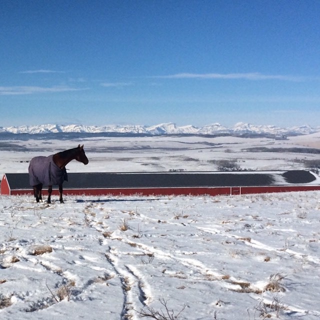 Vinden Farm | Range Rd 50, Calgary, AB T3Z 2K8, Canada | Phone: (403) 614-0120