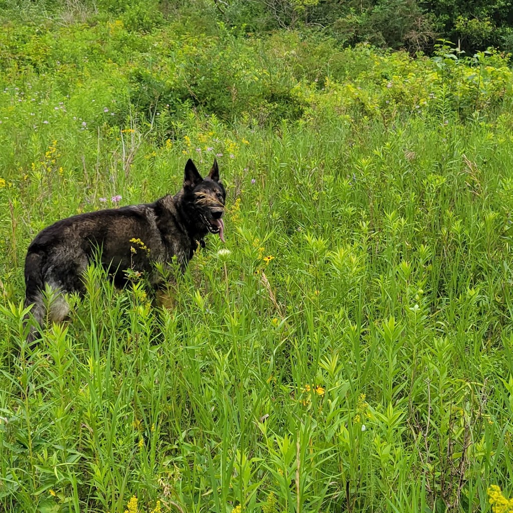 One Spotted Mutt | 650 Eglinton Ave W, Toronto, ON M5N 1C2, Canada | Phone: (647) 467-9550