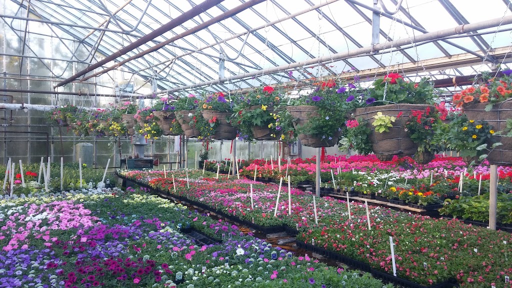 Vanvugt Greenhouses | West Shore Rd, Owen Sound, ON N4K 5N4, Canada | Phone: (519) 376-4537