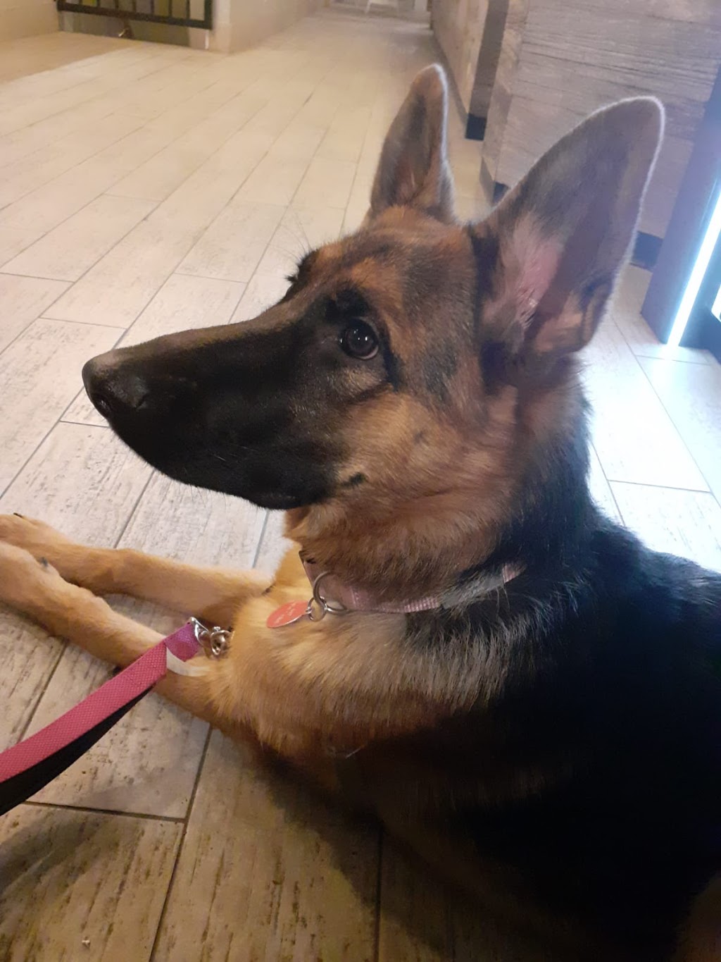 Millview German Shepherds | 58 Millview Crescent, Etobicoke, ON M9W 3K5, Canada | Phone: (416) 742-5134