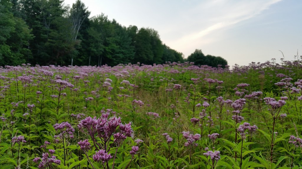 Boston Forest County Park | Boston, NY 14025, USA