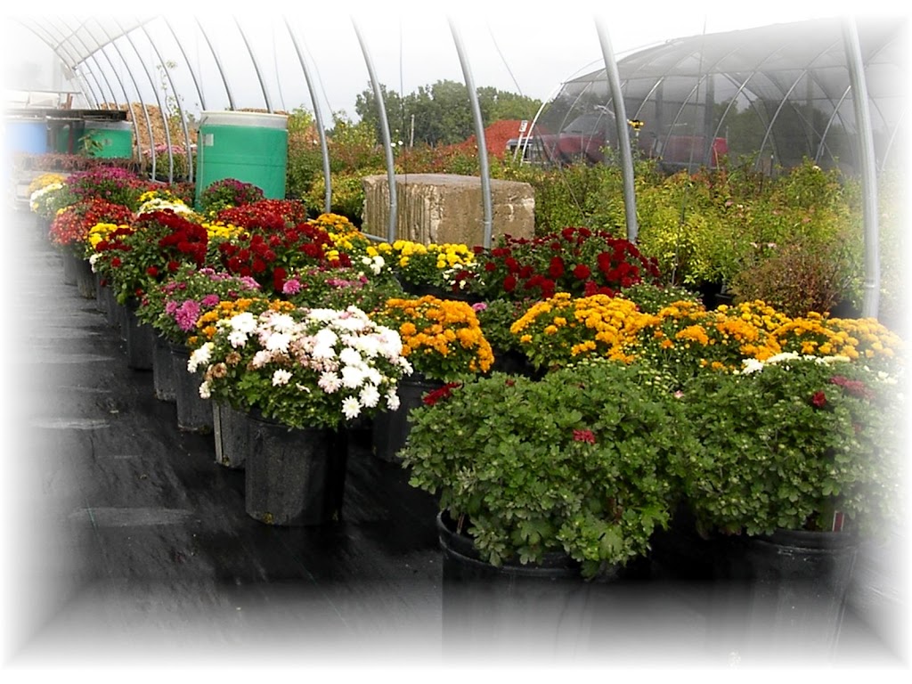 Plants Choice | 270 Humberstone Rd, Welland, ON L3B 6H1, Canada | Phone: (905) 732-5116