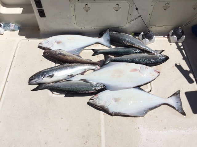 Bluefin Fishing Adventures | 6947 W Coast Rd, Sooke, BC V9Z 0V1, Canada | Phone: (604) 764-6197