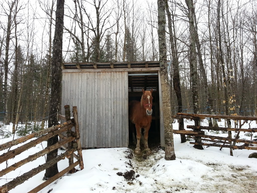 Cabane à Sucre Bellavance inc. | 733 Chemin Bellavance, Sainte-Cécile-de-Whitton, QC G0Y 1J0, Canada | Phone: (819) 583-0441