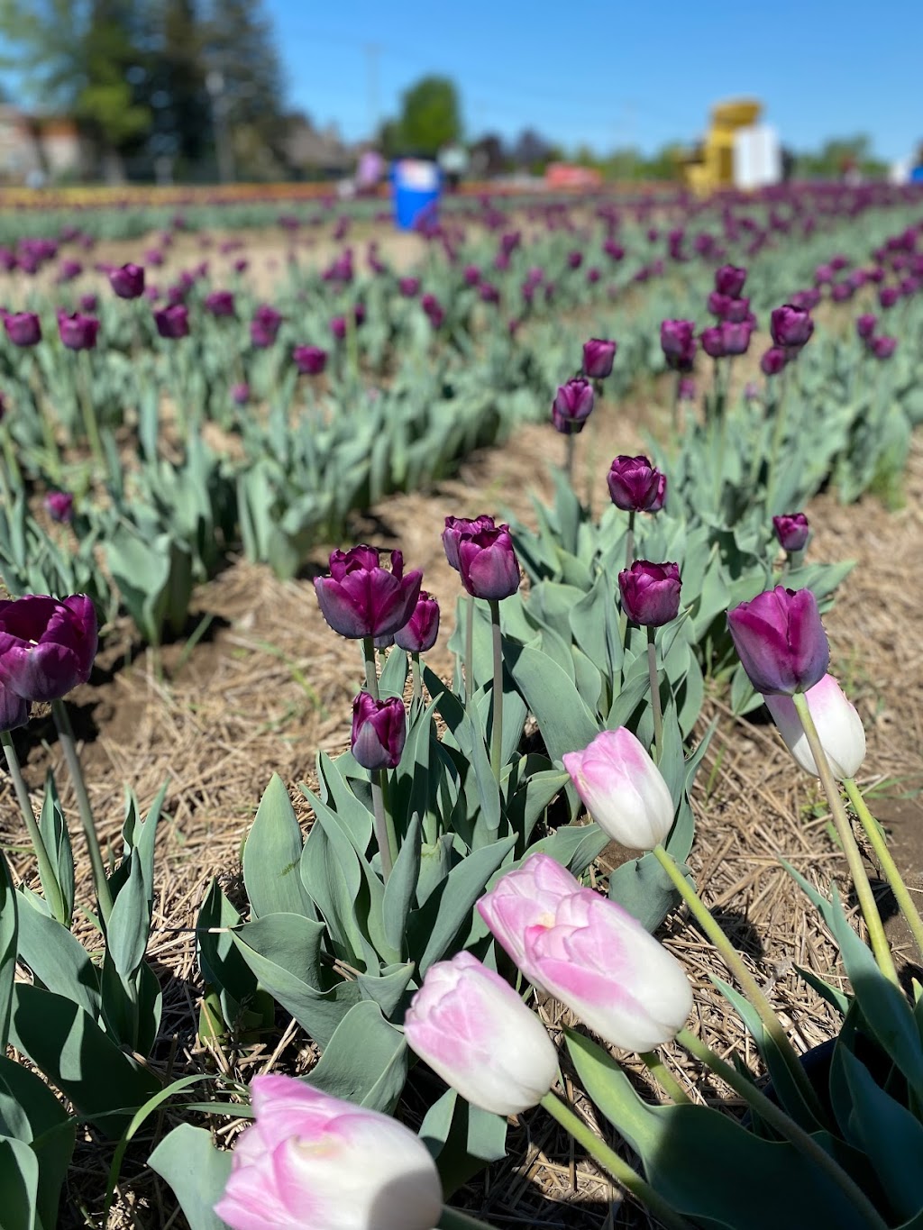 Tulipes.ca | 1055 Rue Principale, 1201 Chem. du Général Vanier, Laval, QC H7X 0C9, Canada | Phone: (450) 639-5145