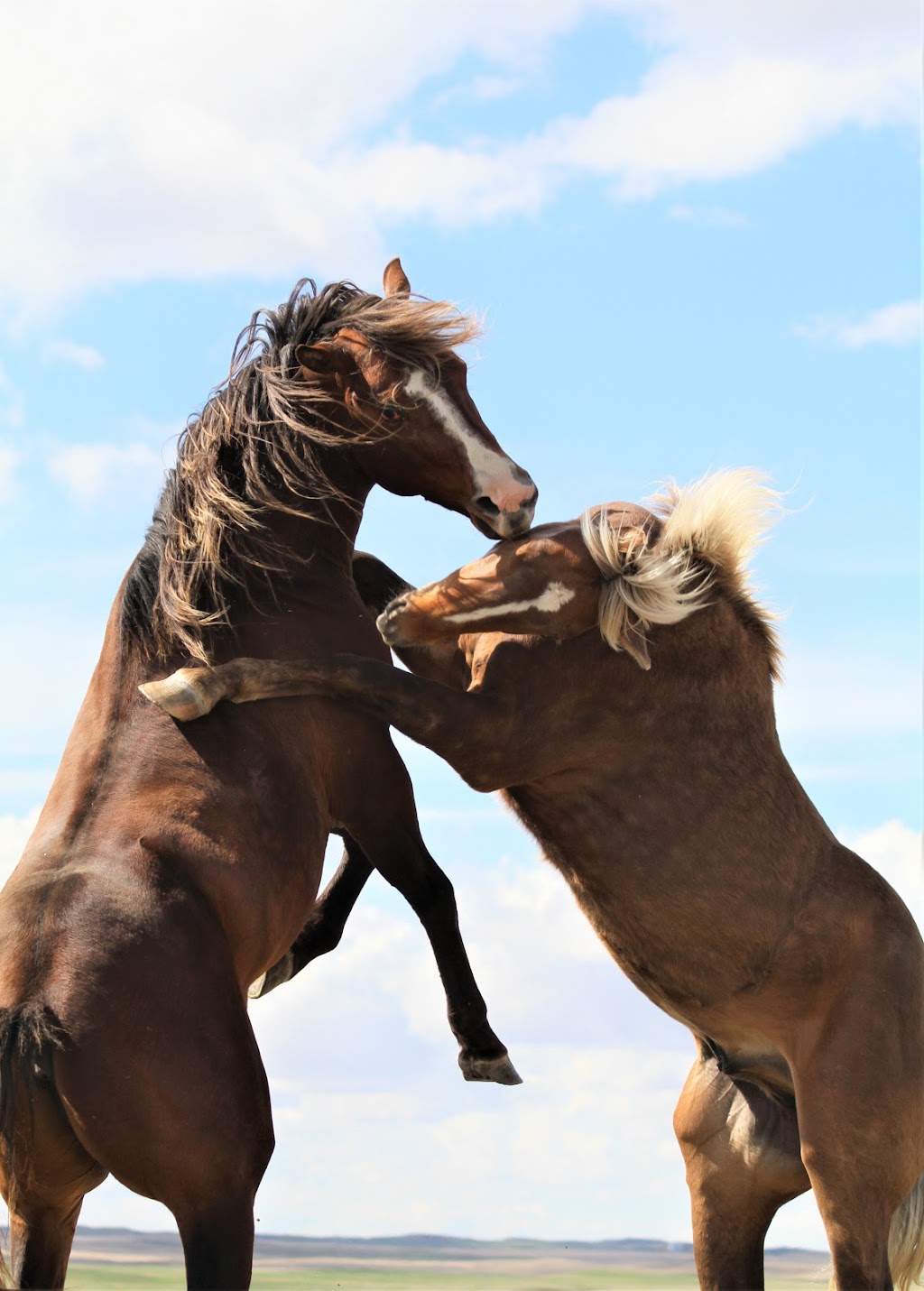 Fleetwood Farms Quarter Horses | 223053, AB-529, Champion, AB T0L 0R0, Canada | Phone: (403) 423-0158