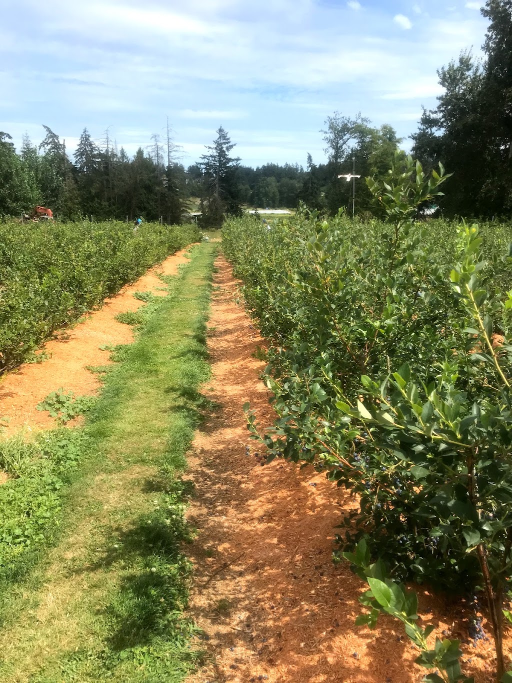 Stewarts Berry Patch | 6283 Oldfield Rd, Saanichton, BC V8M 1X7, Canada | Phone: (250) 652-6768