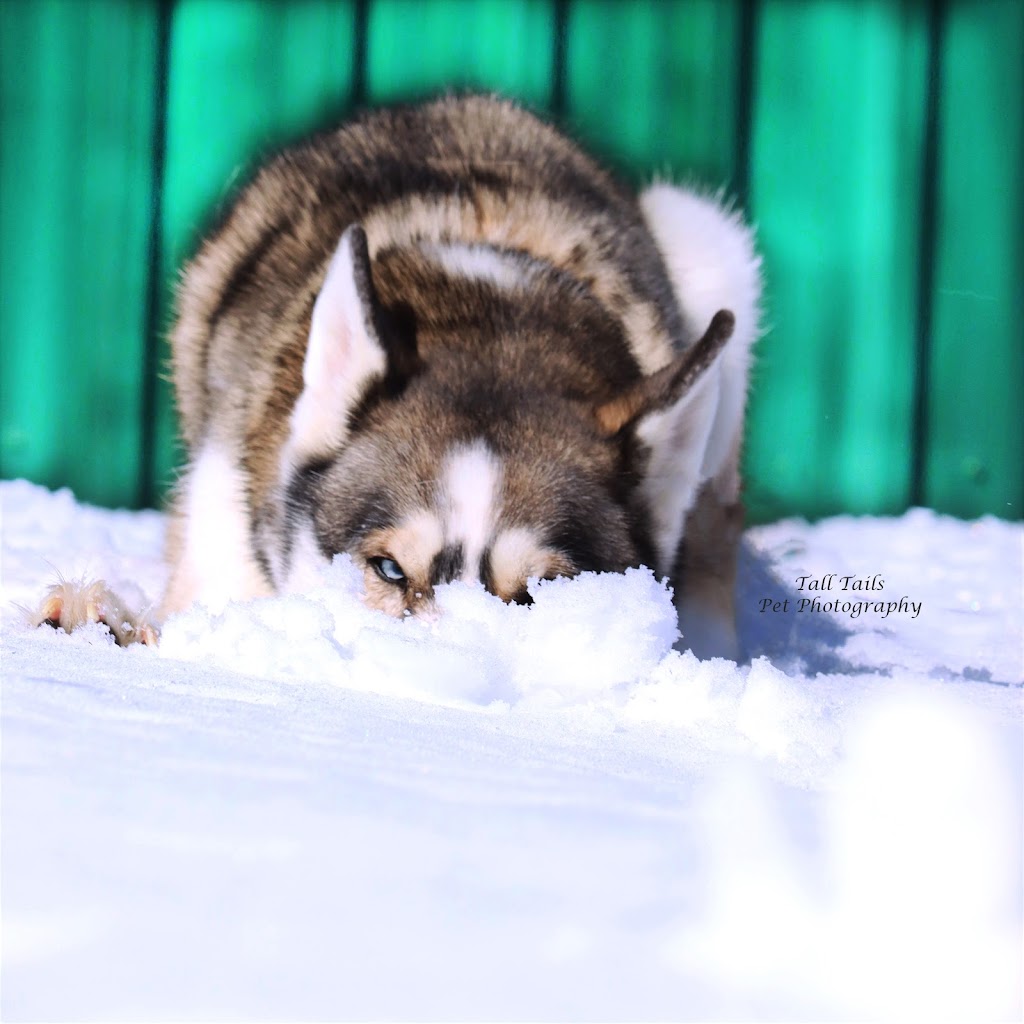 Tall Tails Pet Photography | 107 High St, Sutton, ON L0E 1R0, Canada | Phone: (905) 960-1907