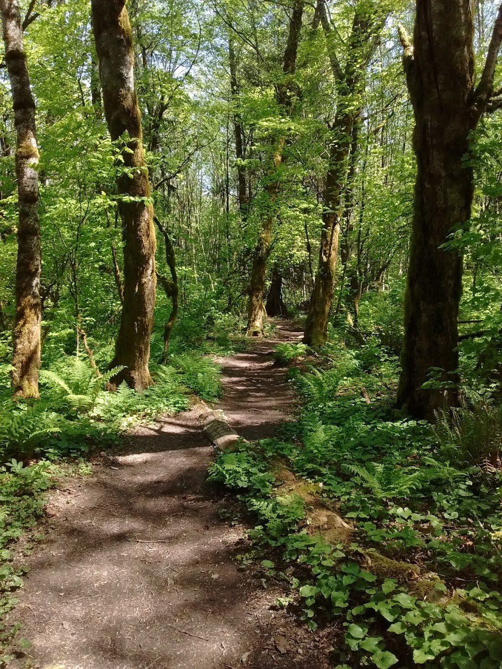 Loggers Creek Nature Trail | Squamish, BC V8B, Canada