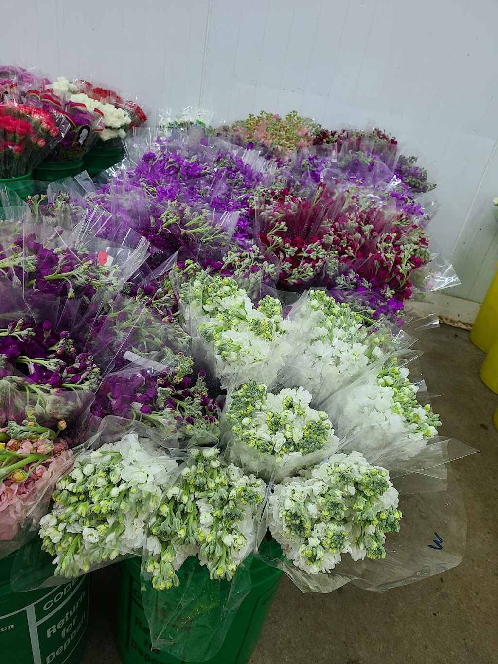 Apex Floral Distributors | 7065 Pacific Cir, Mississauga, ON L5T 2H4, Canada | Phone: (905) 795-0075