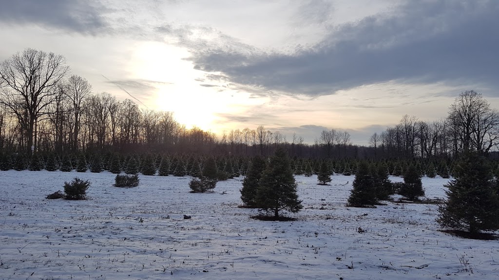 Thomas Tree Farm | 6421 McCordick Rd, North Gower, ON K0A 2T0, Canada | Phone: (613) 489-2314