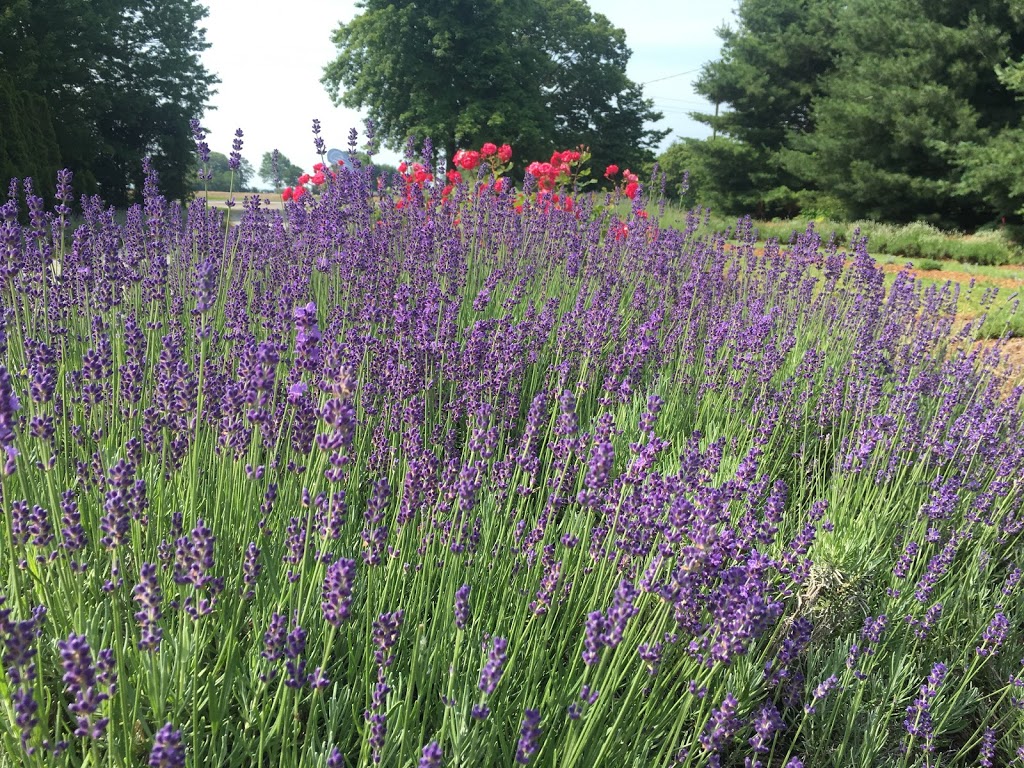 Serenity Lavender Farm Inc | 130 Essex County Rd 50, Harrow, ON N0R 1G0, Canada | Phone: (519) 738-6111