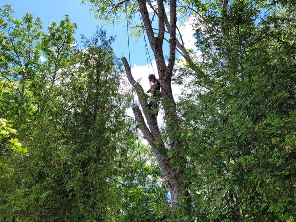 Maritime Tree Consultants Ltd. | 5212 NB-105, Whites Cove, NB E4C 3G6, Canada | Phone: (506) 498-9253