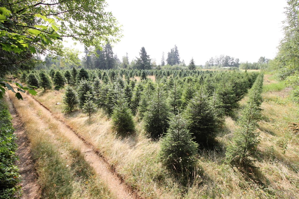 Tannenbaum Christmas Tree Farm | 5398 252 St, Aldergrove, BC V4W 1T1, Canada | Phone: (778) 552-3259