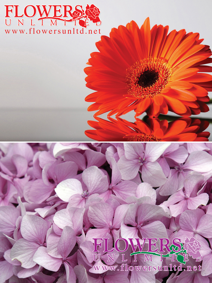 Flowers Unlimited | 1230 Eglinton Ave W, Mississauga, ON L5V 1N3, Canada | Phone: (905) 542-1500