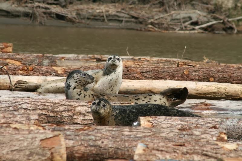 Fraser River Safari | 33428 Harbour Ave, Mission, BC V2V 2W4, Canada | Phone: (604) 826-7361